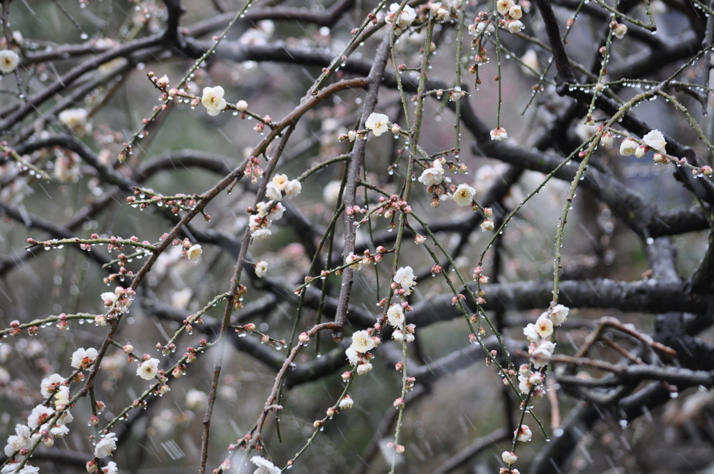 雪中枝垂れ梅