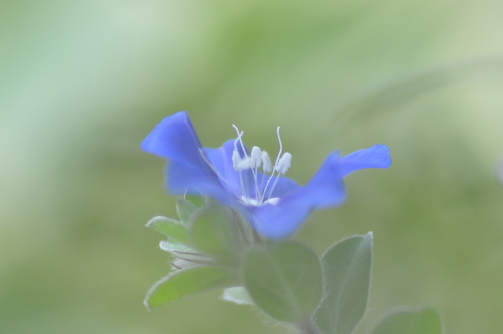 Misty Blue