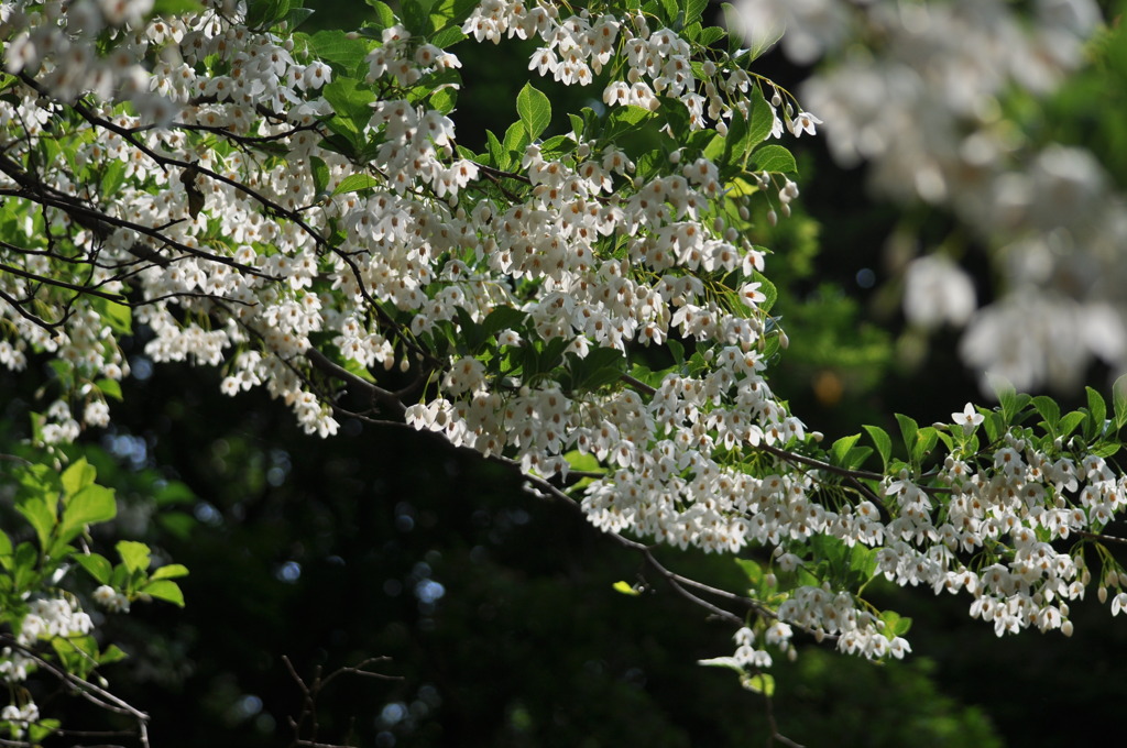 Styrax japonica