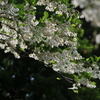 Styrax japonica