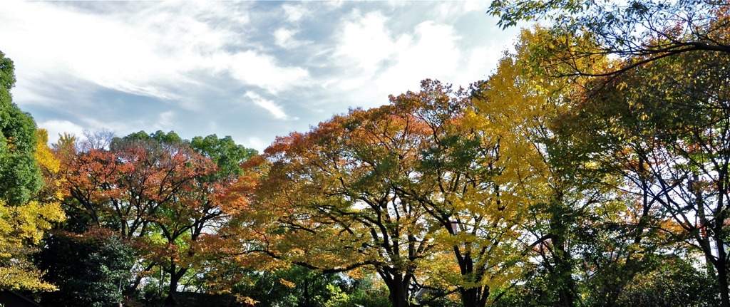 晩秋の柞紅葉