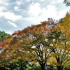 晩秋の柞紅葉