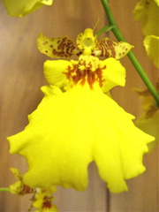 DANCING LADY