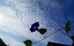 鱗雲と朝顔