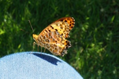 Butterfly on my knee