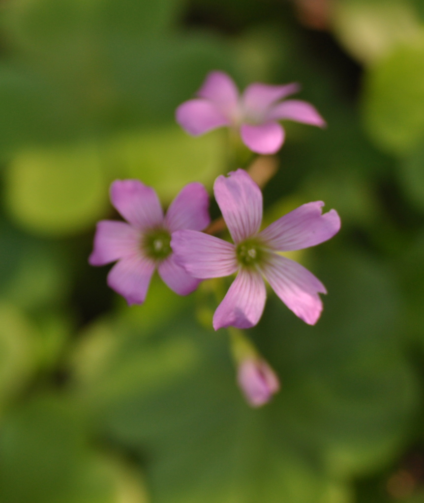 Pink stars