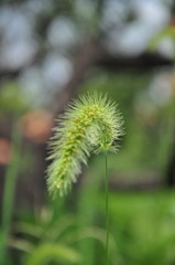 尻尾