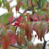 Red seed