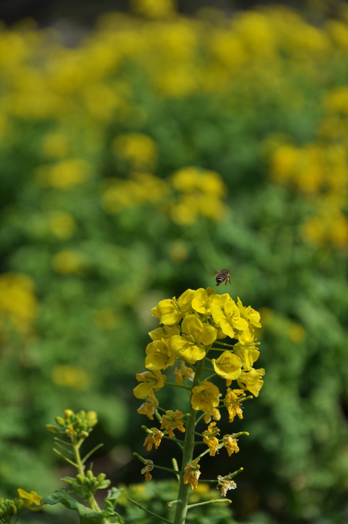 菜の花畑