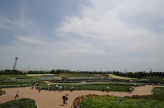 紫陽花と傘の花