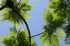 Blue sky and leaves