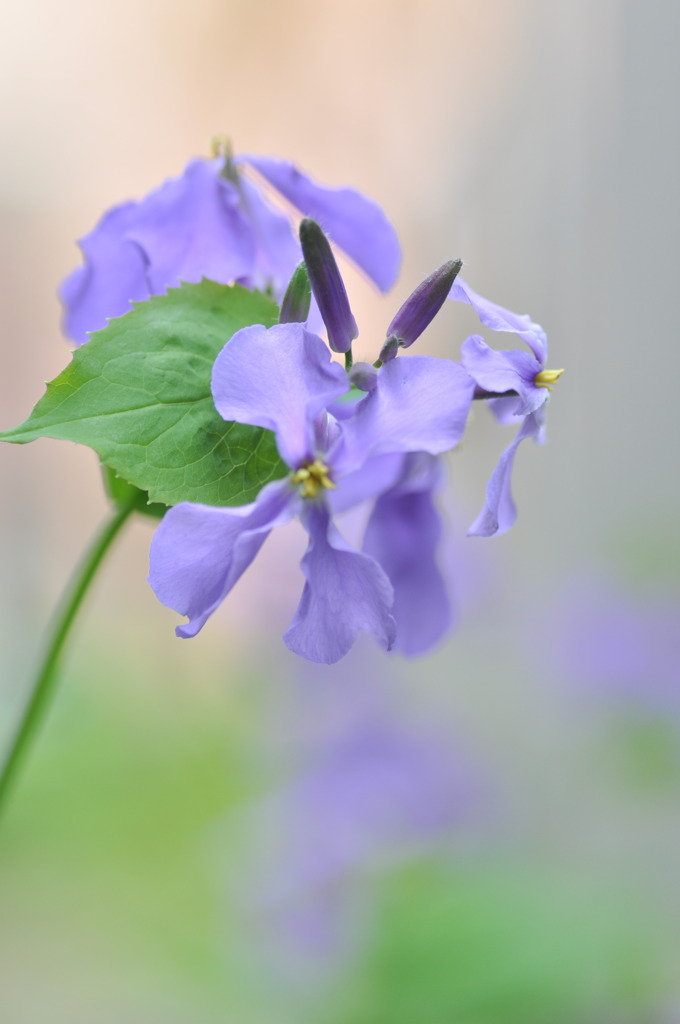 花大根