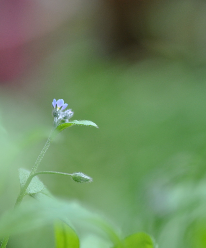 Forget-me-not