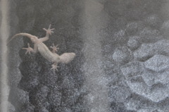 Gecko