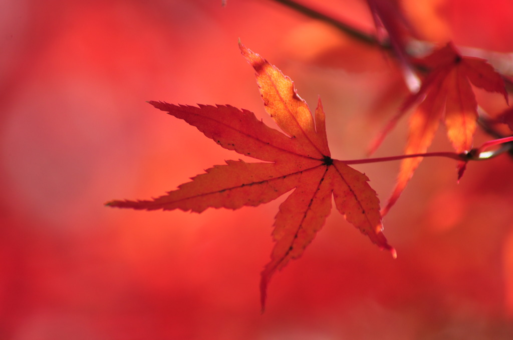 紅葉色