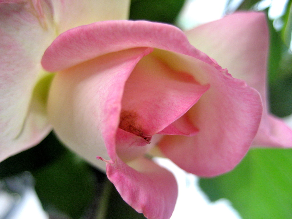 petals edged in pink