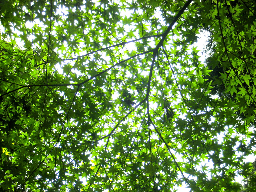 Whispering of leaves