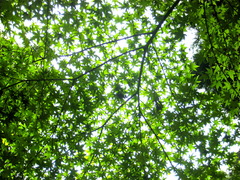 Whispering of leaves