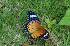 Sunbathing butterfly