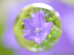 Chinese bellflower