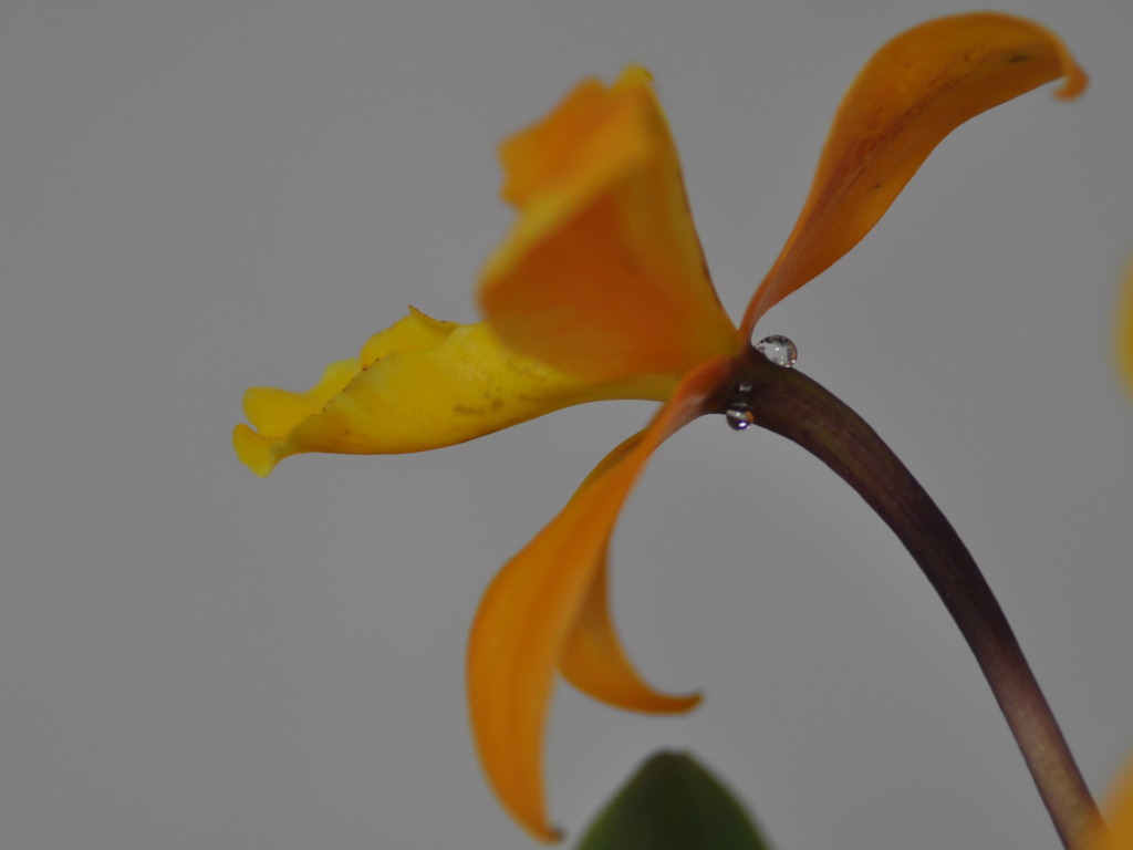 Tears of orchid 