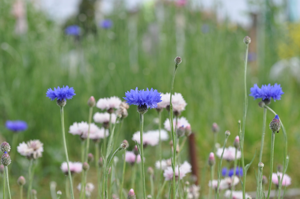 Field