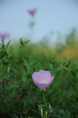 野に咲く