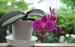 Blooming
