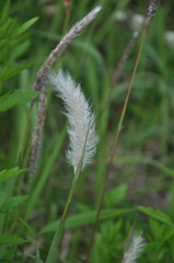 茅花ながし