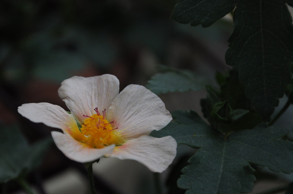 gentle flower 