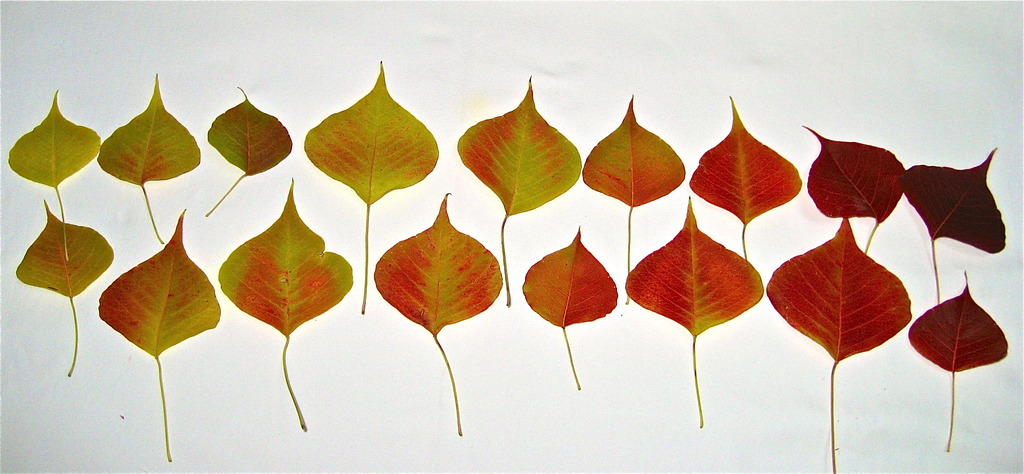 GRADATION 1