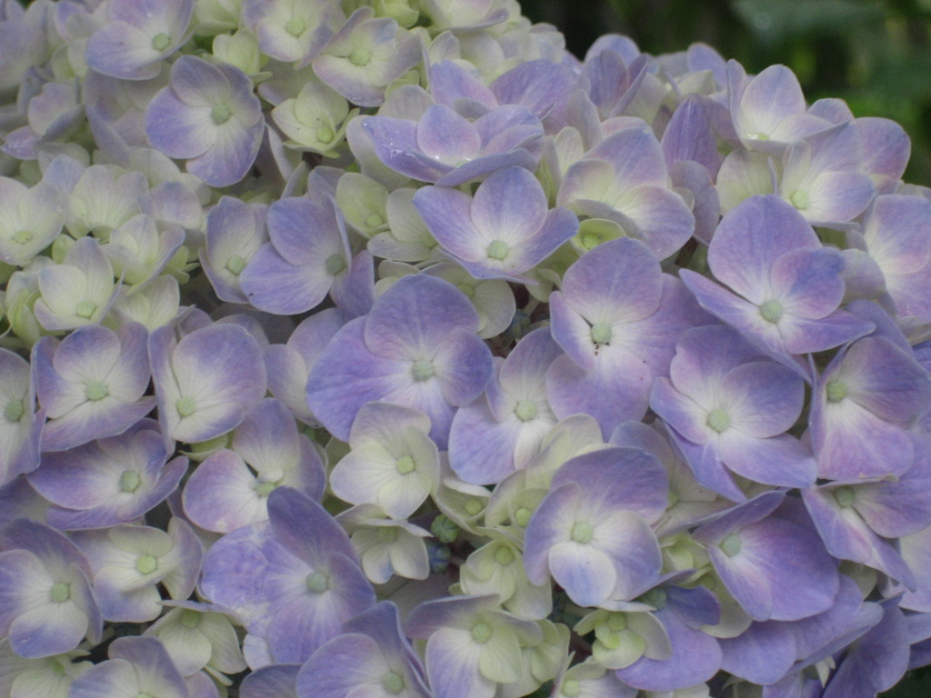 Delicate color