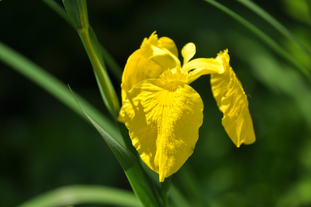 Yellow iris