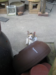 仔猫