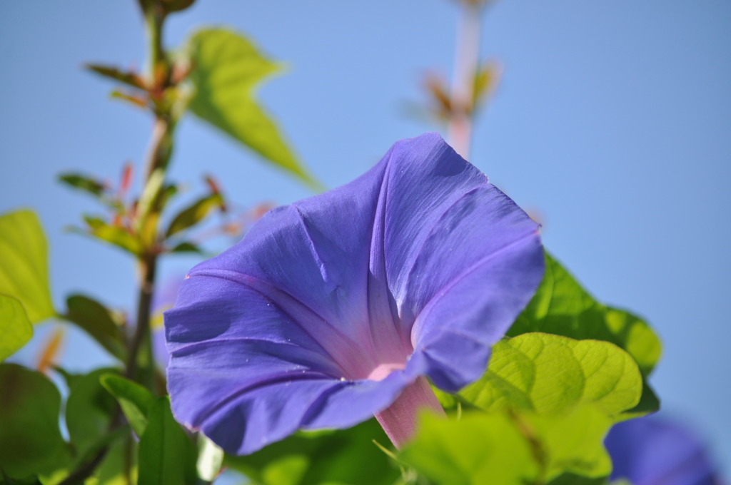 Morning glory 