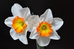 Two Daffodils