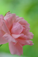 Queen Elizabeth