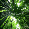 bamboo 005