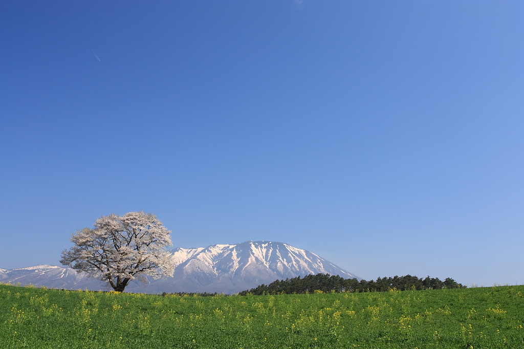 青空と桜と岩手山