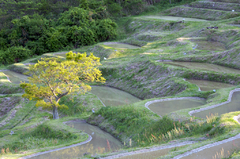 千枚田