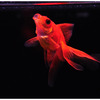 金魚