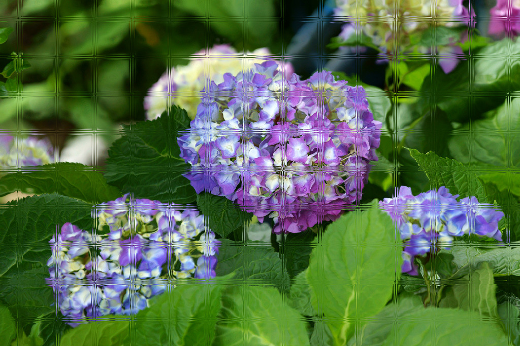 窓ガラス越しに見える ?  紫陽花