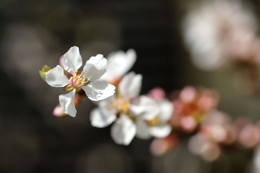 我が家の山桜桃梅