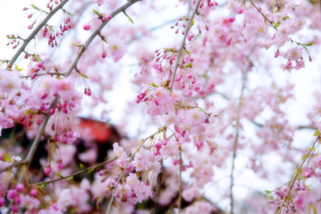寒さに耐えて開花