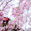 寒さに耐えて開花