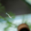 誕生して２ヶ月に