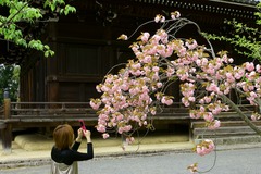 仁和寺の桜_携帯で写して帰ろう
