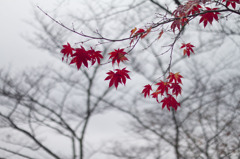 残っていた紅葉