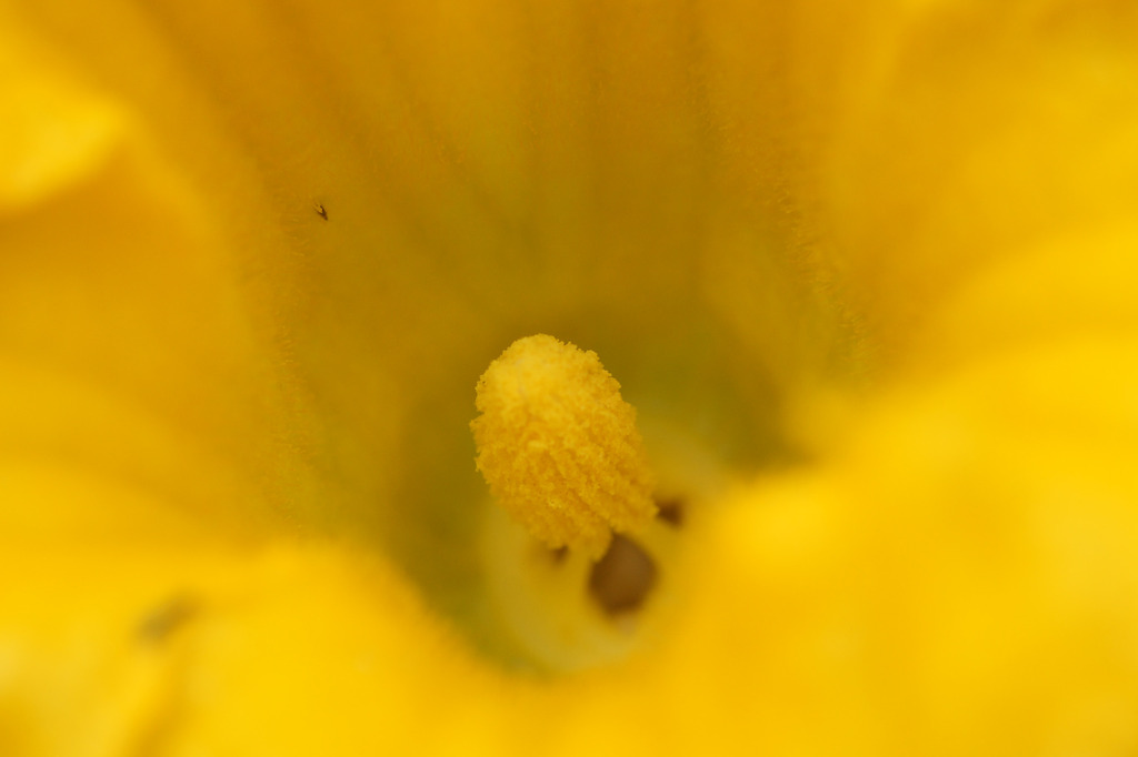 花びらに守られて