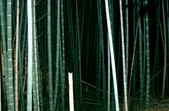 竹藪の中